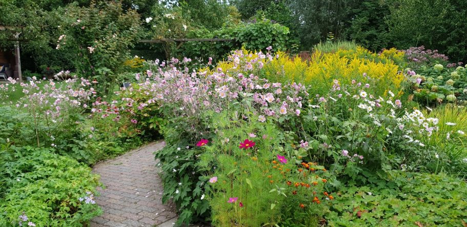 paadje naar de vijver