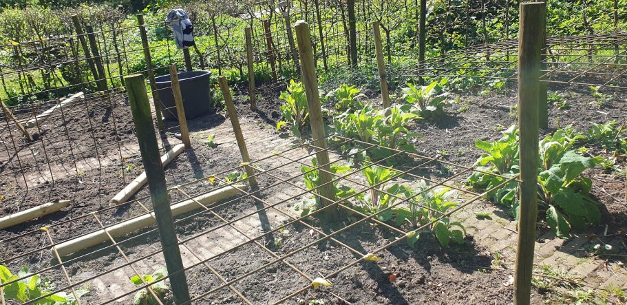 Klaar voor de bollen en knollen