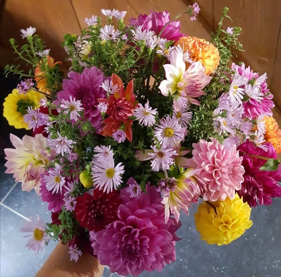 mooie bos pluktuin de Kikvors