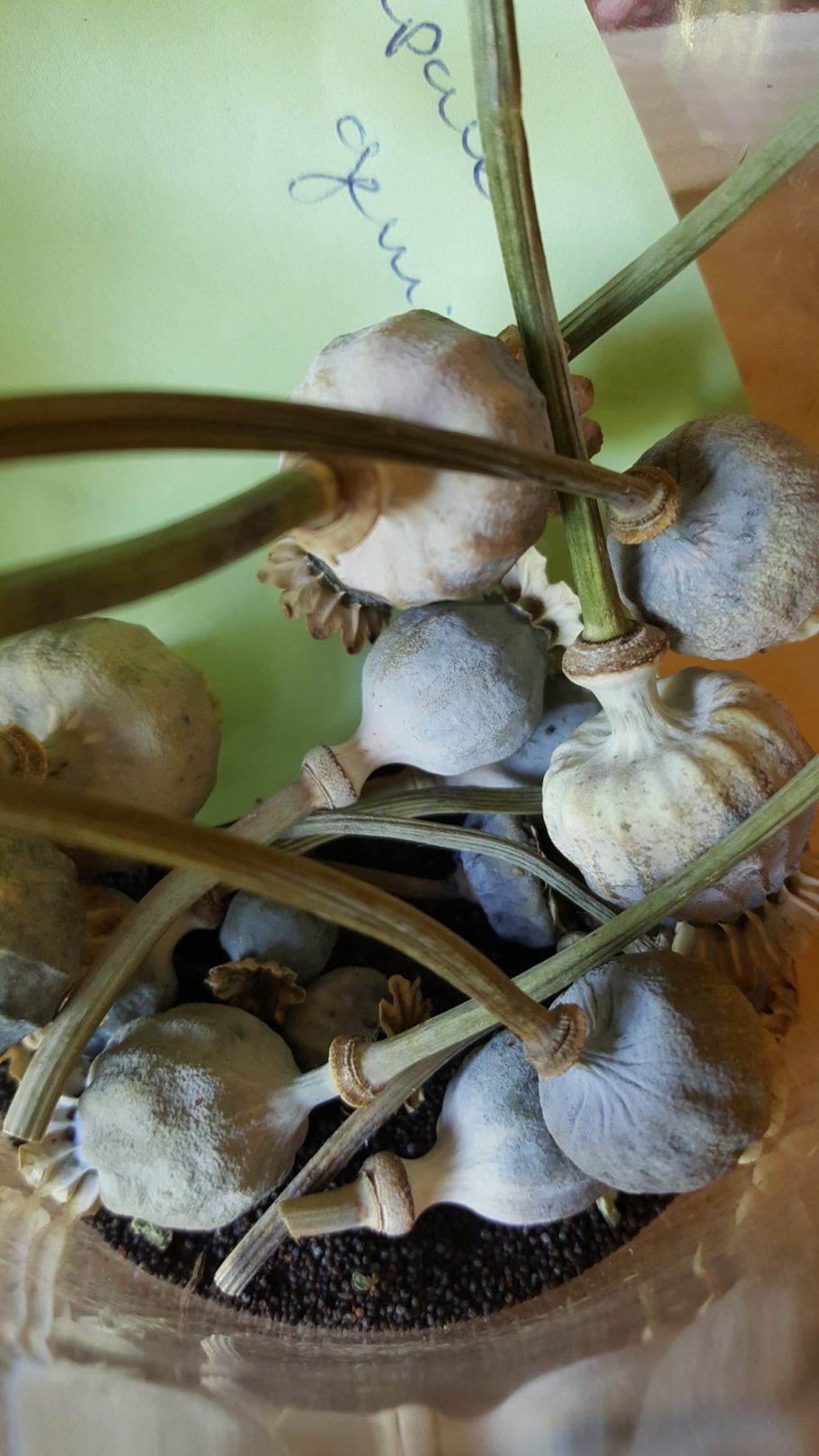 prachtige papaverbollen pluktuin de Kikvors