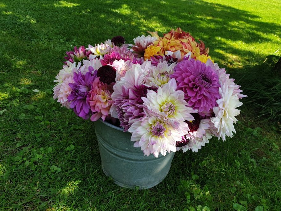 Dahlia´s in een emmer pluktuin de Kikvors