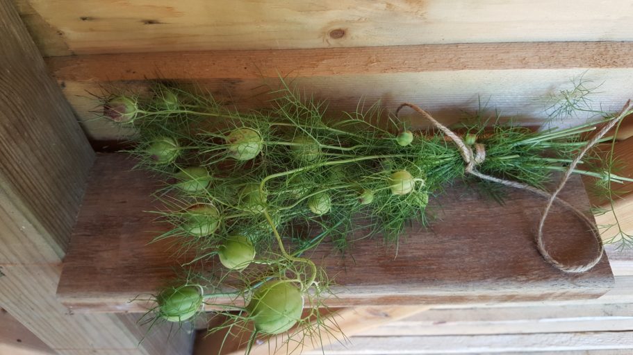 de mooie zaaddozen van juf in t groen pluktuin de Kikvors