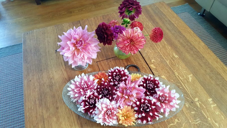 Drijvende Dahlia's