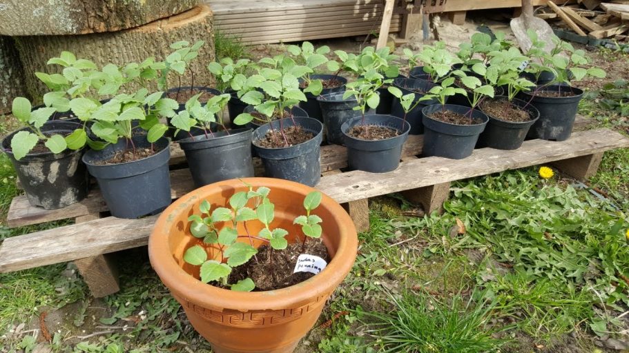 uitplanten pluktuin de Kikvors