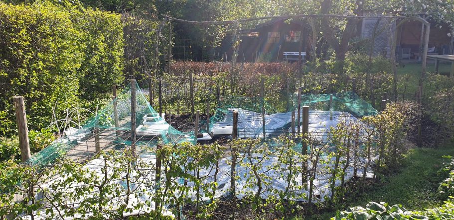 Eerste blaadjes beschermen tegen alles, ook tegen de hondjes