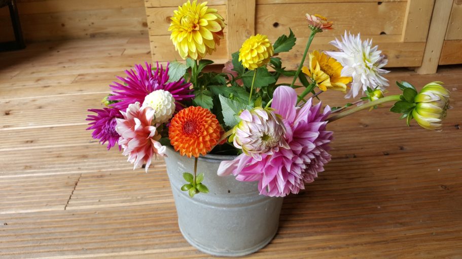 bosje geplukt pluktuin de Kikvors