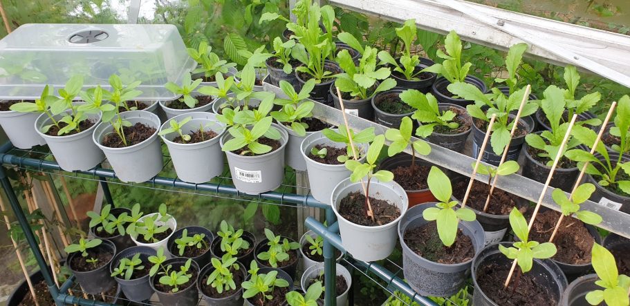 opkweken van plantjes pluktuin de Kikvors