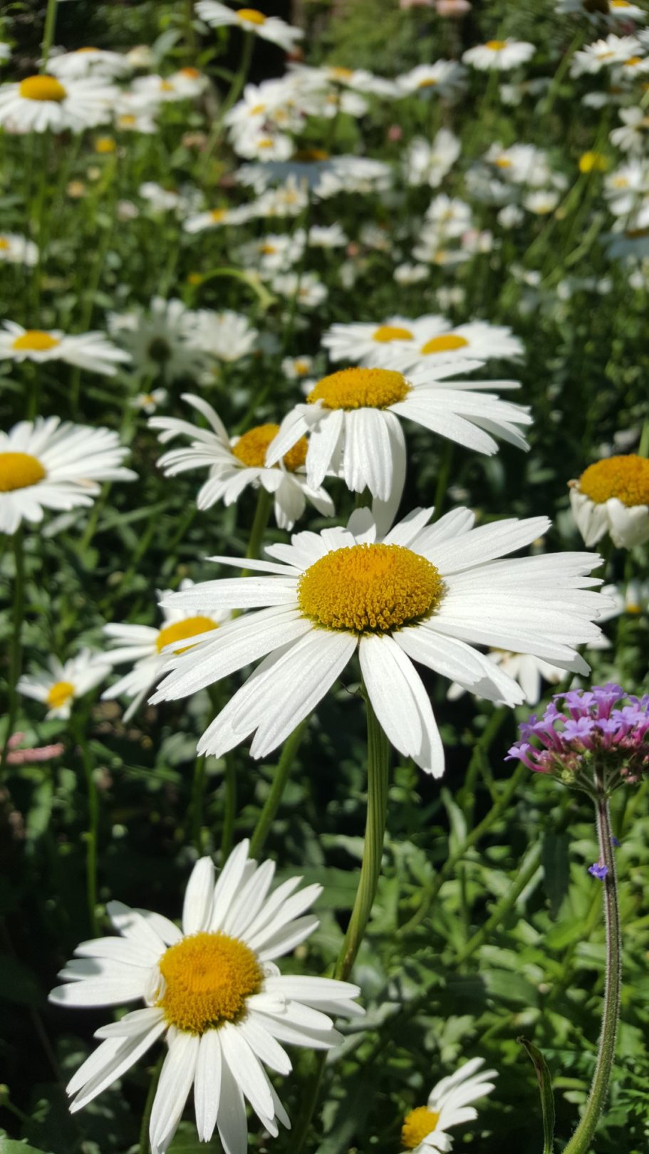Margrieten pluktuin de Kikvors