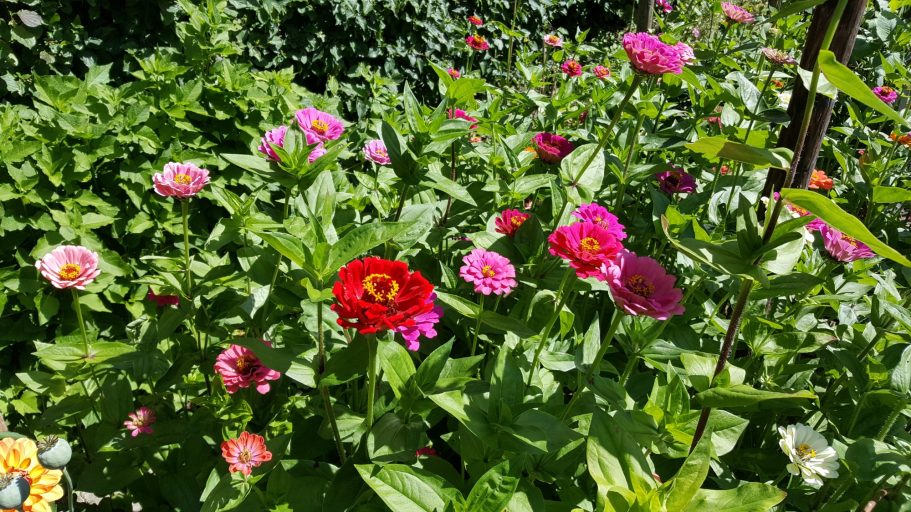 zinnia´s pluktuin de Kikvors